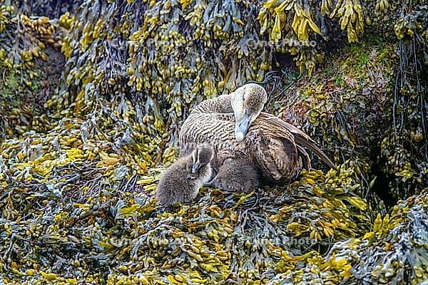 Common Eider hen with ducklings [IBR123790088]