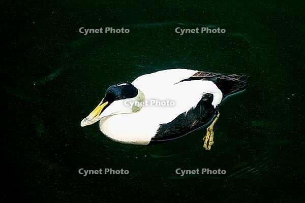 Common Eider Drake swimming on the surface [IBR123790089]
