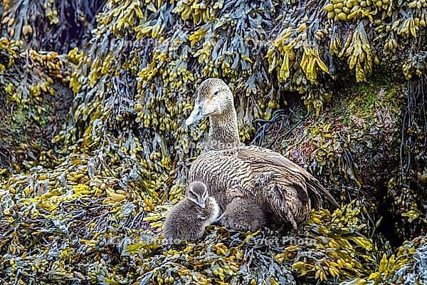 Common Eider hen with ducklings [IBR123790090]