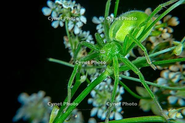 Micrommata virescen ore Green huntsman spider [IBR123790092]