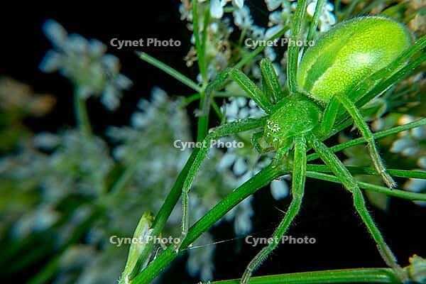 Micrommata virescen ore Green huntsman spider [IBR123790093]
