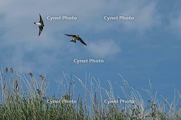 Sand martins (Riparia riparia) flying over a meadow, Greifswald, Mecklenburg-Western Pomerania, Germany [IBR123790094]
