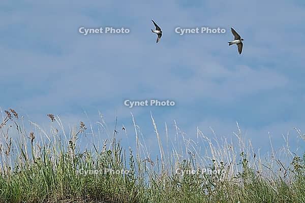 Sand martins (Riparia riparia) flying over a meadow, Greifswald, Mecklenburg-Western Pomerania, Germany [IBR123790095]