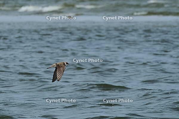 Sand martin (Riparia riparia) flying over the water, Greifswald, Mecklenburg-Western Pomerania, Germany [IBR123790096]