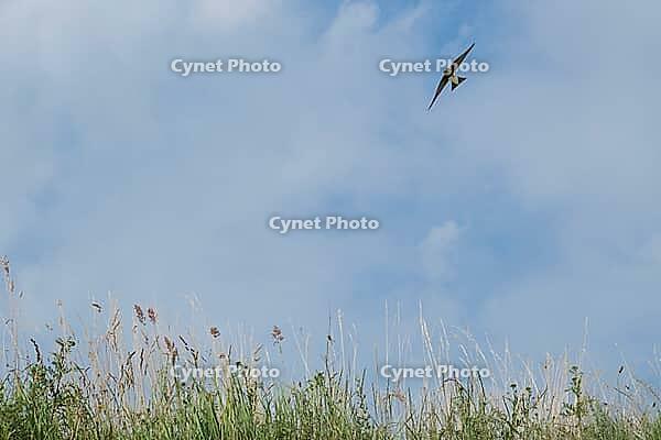 Sand martin (Riparia riparia) flying over a meadow, Greifswald, Mecklenburg-Western Pomerania, Germany [IBR123790097]
