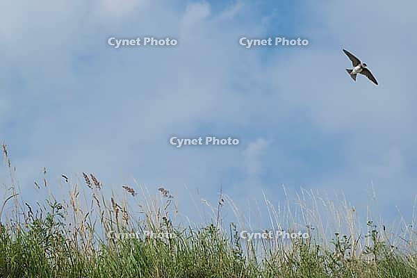 Sand martin (Riparia riparia) flying over a meadow, Greifswald, Mecklenburg-Western Pomerania, Germany [IBR123790099]
