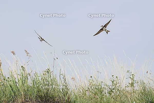 Sand martins (Riparia riparia) flying over a meadow, Greifswald, Mecklenburg-Western Pomerania, Germany [IBR123790100]