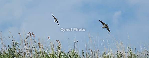 Sand martins (Riparia riparia) flying over a meadow, Greifswald, Mecklenburg-Western Pomerania, Germany [IBR123790101]
