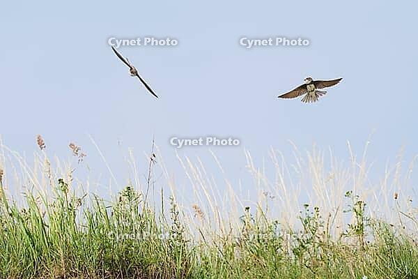 Sand martins (Riparia riparia) flying over a meadow, Greifswald, Mecklenburg-Western Pomerania, Germany [IBR123790102]