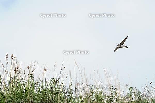 Sand martin (Riparia riparia) flying over a meadow, Greifswald, Mecklenburg-Western Pomerania, Germany [IBR123790103]