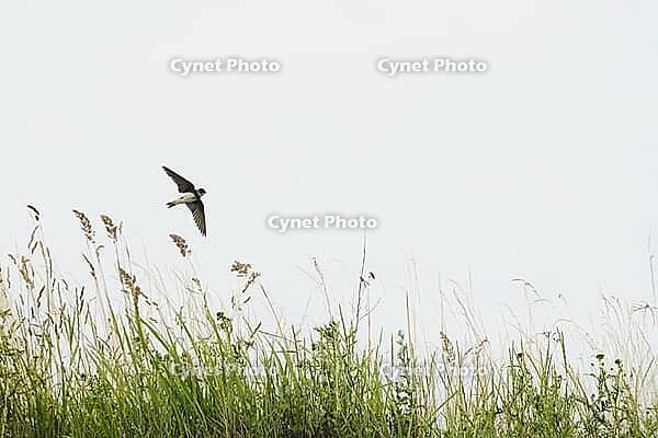 Sand martin (Riparia riparia) flying over a meadow, Greifswald, Mecklenburg-Western Pomerania, Germany [IBR123790104]