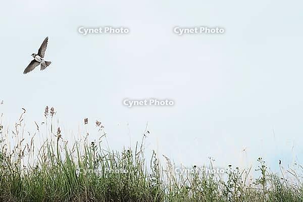 Sand martin (Riparia riparia) flying over a meadow, Greifswald, Mecklenburg-Western Pomerania, Germany [IBR123790105]