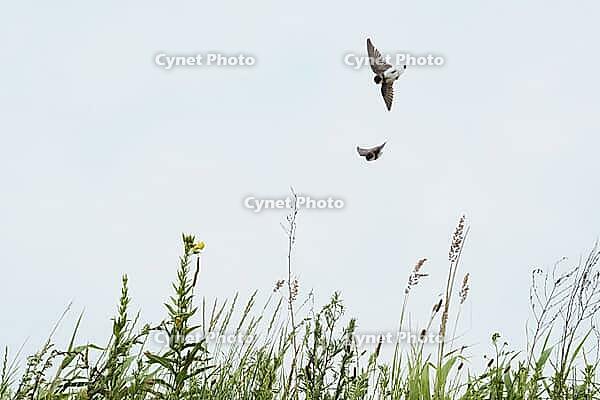 Sand martins (Riparia riparia) flying over a meadow, Greifswald, Mecklenburg-Western Pomerania, Germany [IBR123790106]