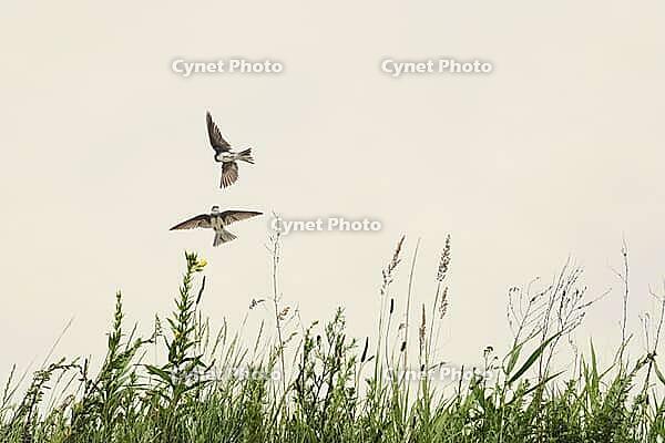 Sand martins (Riparia riparia) flying over a meadow, Greifswald, Mecklenburg-Western Pomerania, Germany [IBR123790108]
