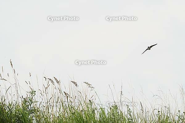 Sand martin (Riparia riparia) flying over a meadow, Greifswald, Mecklenburg-Western Pomerania, Germany [IBR123790109]