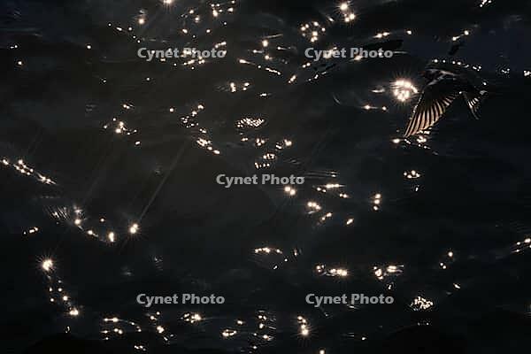 Barn Swallow (Hirundo rustica) flying just above the water surface, sunlight reflected in the water, Greifswald, Mecklenburg-Western Pomerania, Germany [IBR123790110]