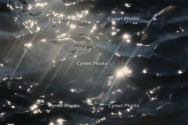 Barn Swallow (Hirundo rustica) flying just above the water surface, sunlight reflected in the water, Greifswald, Mecklenburg-Western Pomerania, Germany [IBR123790111]