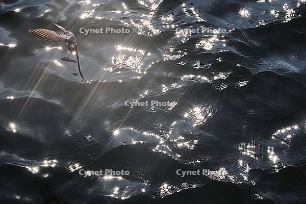 Barn Swallow (Hirundo rustica) flying just above the water surface, sunlight reflected in the water, Greifswald, Mecklenburg-Western Pomerania, Germany [IBR123790112]