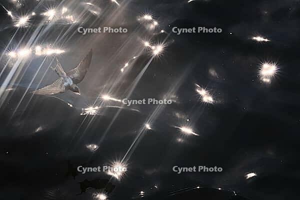 Barn Swallow (Hirundo rustica) flying just above the water surface, sunlight reflected in the water, Greifswald, Mecklenburg-Western Pomerania, Germany [IBR123790113]