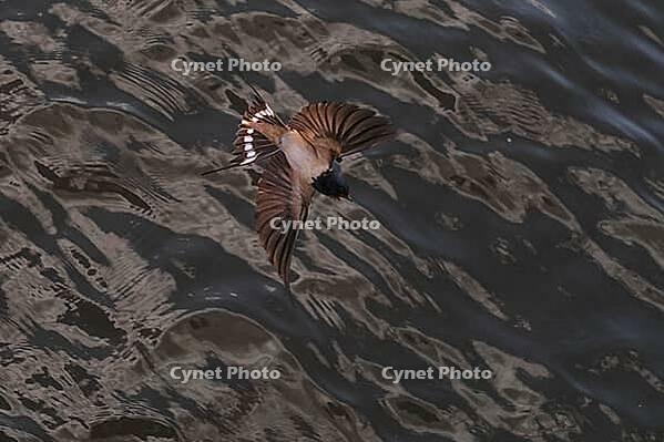 Barn Swallow (Hirundo rustica) flying just above the water surface, Greifswald, Mecklenburg-Western Pomerania, Germany [IBR123790114]