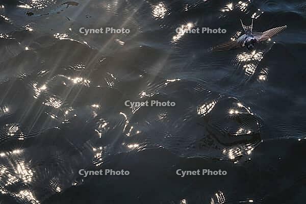 Barn Swallow (Hirundo rustica) flying just above the water surface, sunlight reflected in the water, Greifswald, Mecklenburg-Western Pomerania, Germany [IBR123790115]