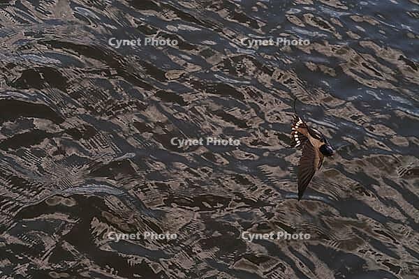 Barn Swallow (Hirundo rustica) flying just above the water surface, Greifswald, Mecklenburg-Western Pomerania, Germany [IBR123790116]
