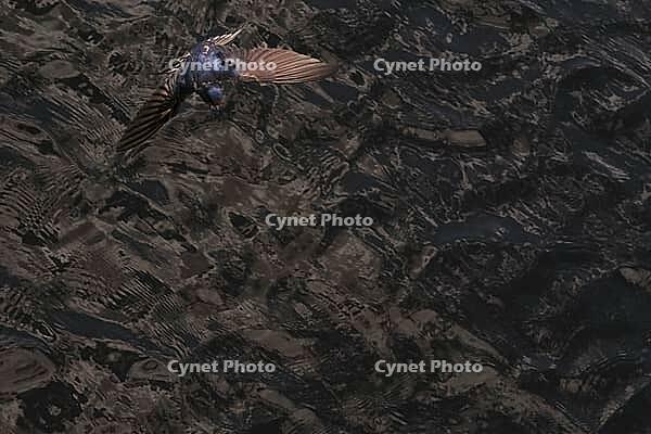 Barn Swallow (Hirundo rustica) flying just above the water surface, Greifswald, Mecklenburg-Western Pomerania, Germany [IBR123790117]