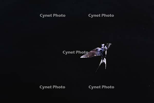Barn Swallow (Hirundo rustica) flying just above the water surface, Greifswald, Mecklenburg-Western Pomerania, Germany [IBR123790118]