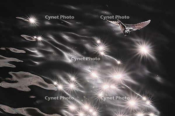 Barn Swallow (Hirundo rustica) flying just above the water surface, sunlight reflected in the water, Greifswald, Mecklenburg-Western Pomerania, Germany [IBR123790119]