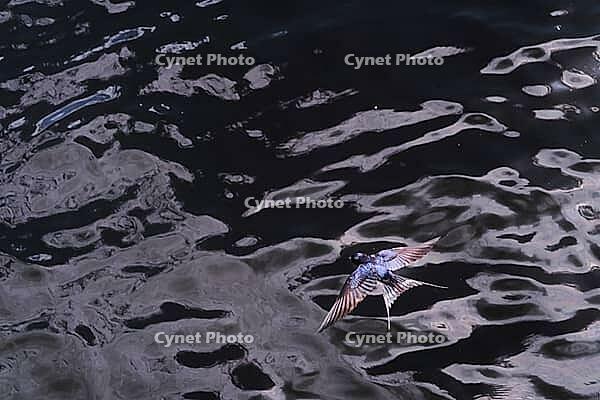 Barn Swallow (Hirundo rustica) flying just above the water surface, Greifswald, Mecklenburg-Western Pomerania, Germany [IBR123790120]