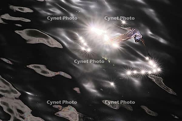 Barn Swallow (Hirundo rustica) flying just above the water surface, sunlight reflected in the water, Greifswald, Mecklenburg-Western Pomerania, Germany [IBR123790121]