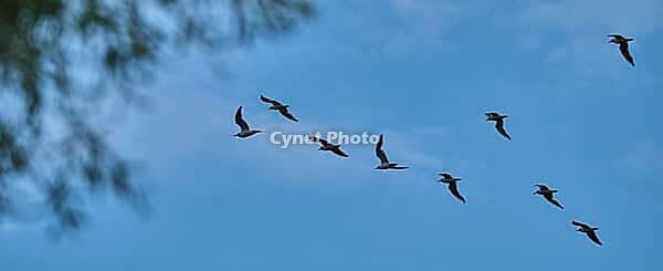 Small flock of black-headed gulls (Chroicocephalus ridibundus), Greifswald, Mecklenburg-Western Pomerania, Germany [IBR123790122]