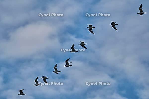 Small flock of black-headed gulls (Chroicocephalus ridibundus), Greifswald, Mecklenburg-Western Pomerania, Germany [IBR123790123]