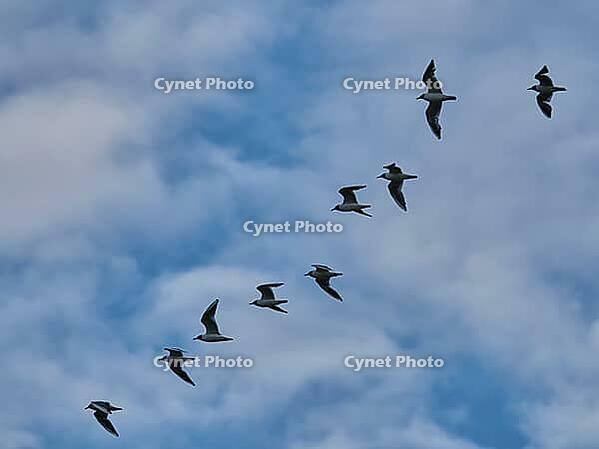 Small flock of black-headed gulls (Chroicocephalus ridibundus), Greifswald, Mecklenburg-Western Pomerania, Germany [IBR123790124]