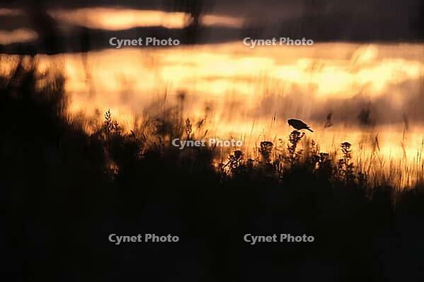 Lark (Alaudidae) in a meadow at sunrise, Greifswald, Mecklenburg-Western Pomerania, Germany [IBR123790125]
