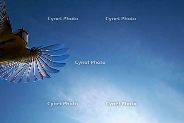 Flying blue tit (Cyanistes caeruleus), Kempen, North Rhine-Westphalia, Germany [IBR123790126]