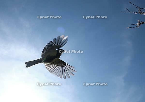 Flying blue tit (Cyanistes caeruleus), Kempen, North Rhine-Westphalia, Germany [IBR123790127]