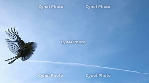 Flying blue tit (Cyanistes caeruleus), Kempen, North Rhine-Westphalia, Germany [IBR123790128]