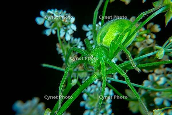 Micrommata virescen ore Green huntsman spider [IBR123790129]