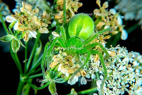 Micrommata virescen ore Green huntsman spider [IBR123790130]