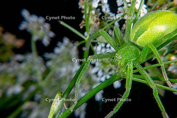 Micrommata virescen ore Green huntsman spider [IBR123790131]
