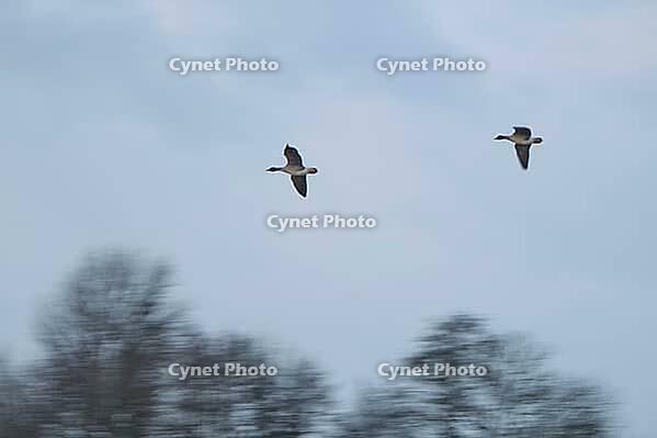 Flying grey geese (Anser anser), Kempen, North Rhine-Westphalia, Germany [IBR123790132]