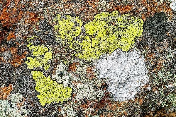 Several lichen species groving right next to one another not far from the ocean [IBR123790133]