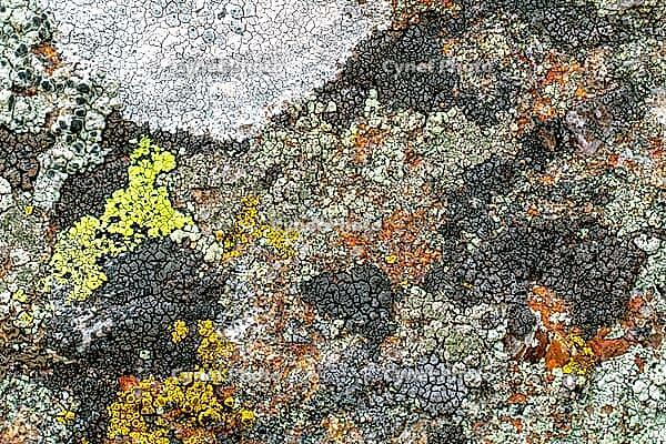 Several lichen species groving right next to one another not far from the ocean [IBR123790134]