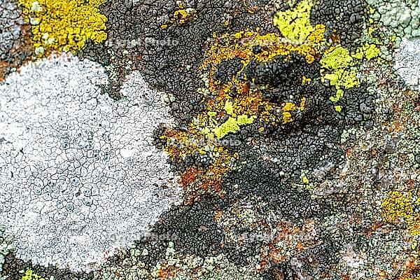 Several lichen species groving right next to one another not far from the ocean [IBR123790135]