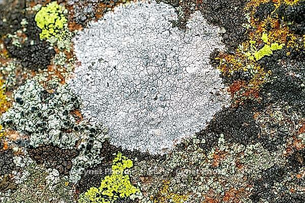 Several lichen species groving right next to one another not far from the ocean [IBR123790136]
