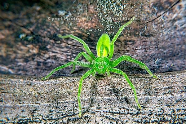 The Green huntsman spider has bright green colors [IBR123790137]
