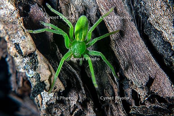 The Green huntsman spider has bright green colors [IBR123790139]