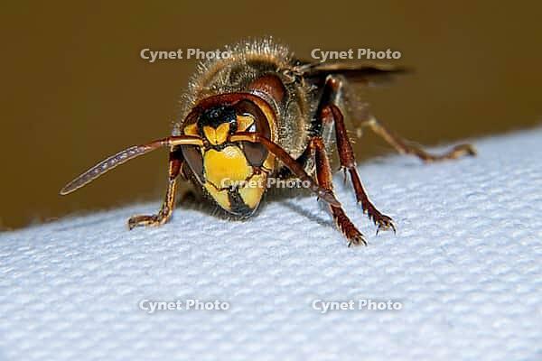 European hornet is a very large wasp [IBR123790142]