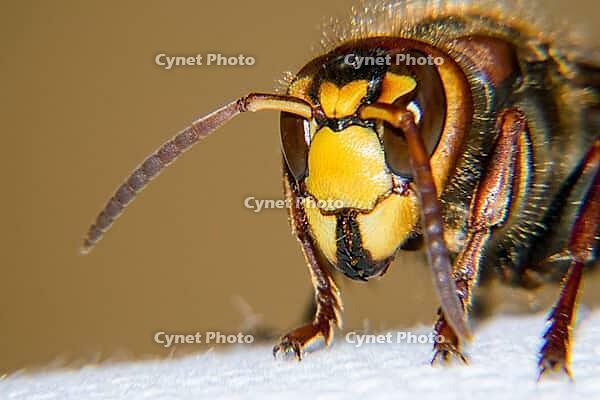 European hornet is a very large wasp [IBR123790143]